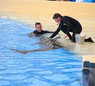 Nachwuchs bei den Orcas