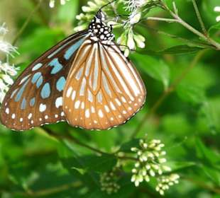 Schmetterling in Taroko