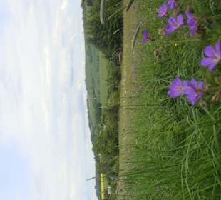 Ausblick vom Kräutergarten