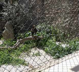 Malta Falconry Centre