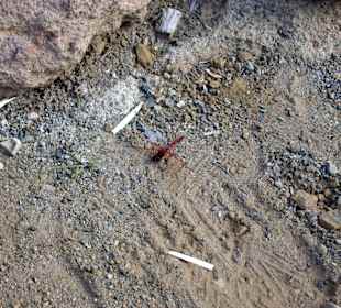 Am Ayagaures Stausee eine Libelle