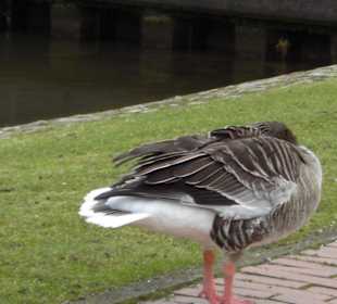 die Haustiere der Weser