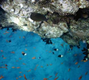 Zweifarb-Schwalbenschwanz