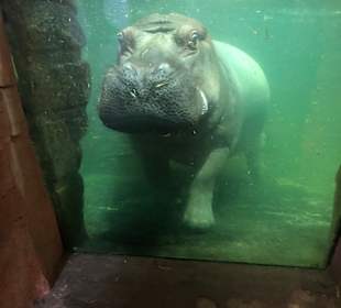 Erlebnis-Zoo Hannover