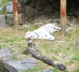 Kameltheater & Weißer Hof