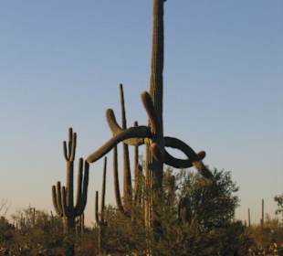 Saguaro National Park West 