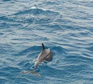 Delfin Tour Hurghada