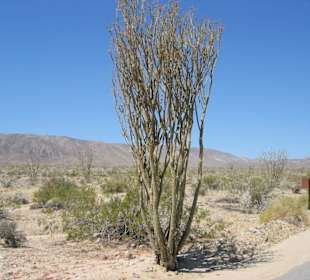 Joshua Tree National Park