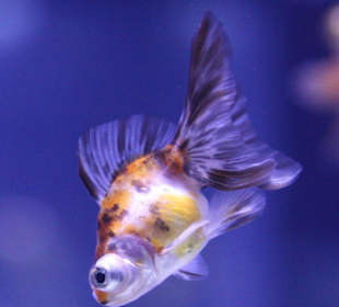 Es muss nicht immer groß sein