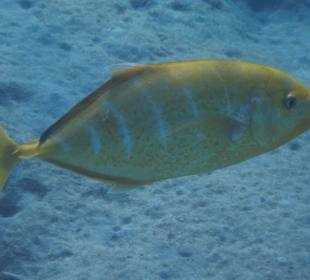 Fische im hauseigenen Riff