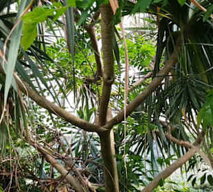 Botanischer Garten