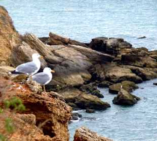 Klasse Tiermotive möglich