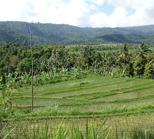 Widok na pola ryżowe nieopodal Jeziora Bratan