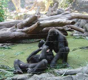 Gorillas