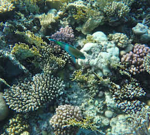 Simsim Dezember 2019