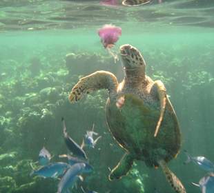 Schildkröte beim Fressen