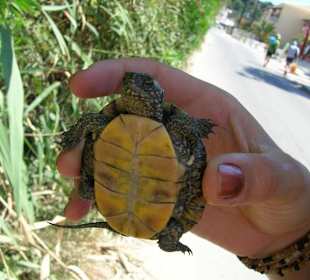 Tartaruga trovatella