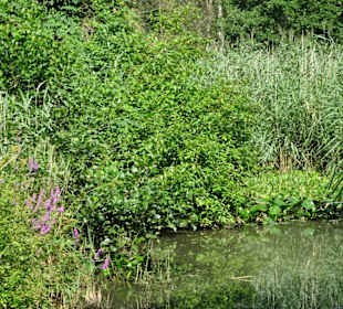 Sommer-Impressionen aus dem Park Links der Weser