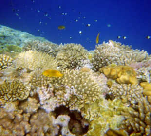 Wunderschöne Unterwasserwelt am Hausriff