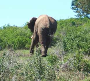 Elefant auf der Flucht