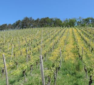 Bei einer Wanderung durch die Ramsthaler Weinberge