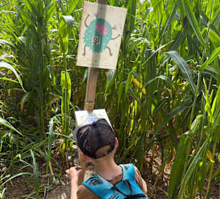 Monster-Maisfeldlabyrinth Alsdorf