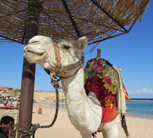 Ausflug nach Sharm el Naga