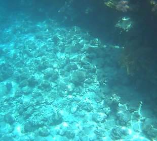 Schnorcheln Sharm el Sheikh