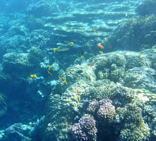 Wahnsinn dieses Riff