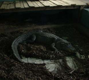 Alligator mit uns in einem Raum