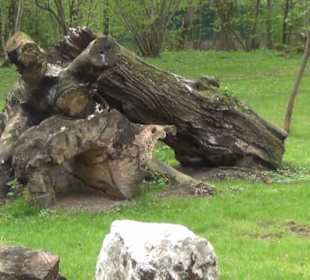 Südamerika Bereich - Gepard