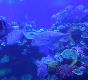 Palma Aquarium