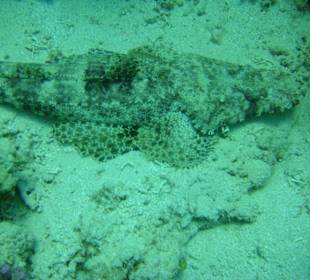 Krokodilfisch beim Schnorcheln am Strand