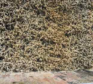 Tężnia -budowla z drewna i gałęzi tarniny