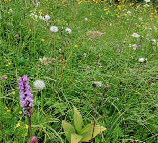 Wandern Balderschwang