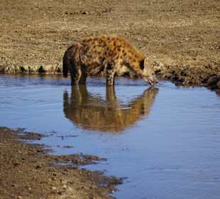 Lake Nakuru - Hyänen am frühen Morgen