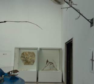 Staatliches Naturkunde Museum