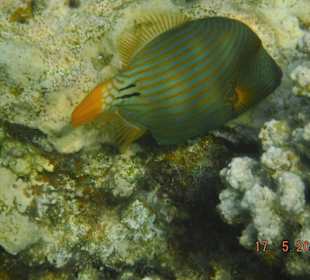 Orangstreifen Drückerfisch