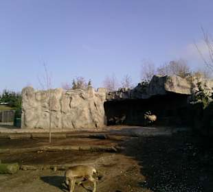 Die Rentiere genossen den Winter