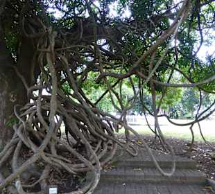 Botanischer Garten "Pamplemousses"