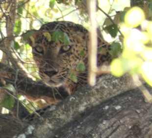 Yala Nationalpark