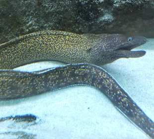 Old Town Aquarium, Rhodos