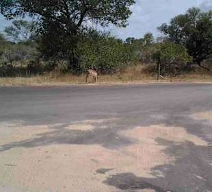 Krüger Nationalpark