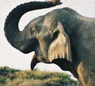 Elefant