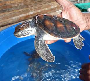 Wasserschildkröten