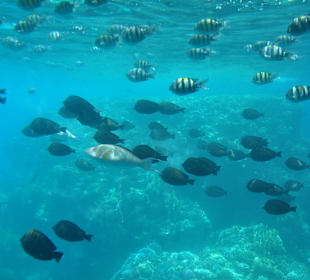 Submarine Sharm