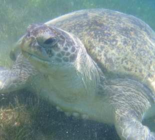 Schnorcheln Abu Soma