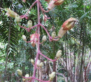 Sir Seewoosagur Ramgoolam Botanical Garden / Pamplemousses B