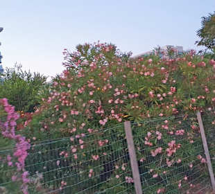 Wunderschöne Blumen entlang der Strecke