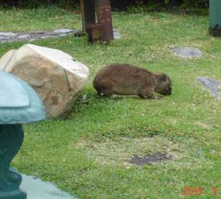 Tsitsikamma National Park
